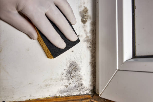 Mold Documentation for Insurance Claims